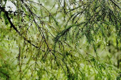 Full frame shot of tree