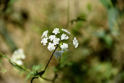 Close-up of white flowering plant