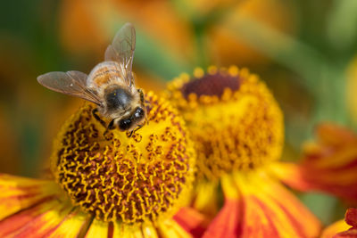 Close up of a honey bee pollinating common sneezeweed flowers
