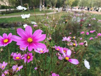 Close-up of purple flowers blooming in field