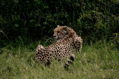 animal