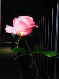 Close-up of pink flower blooming at night