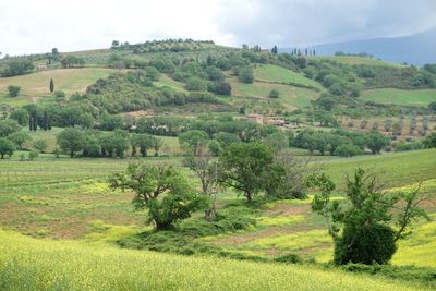 Scenic view of agricultural field against sky