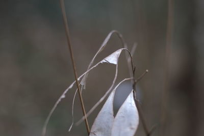 Close-up of dry leaf hanging on rope