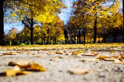 Surface level of autumn leaves in park