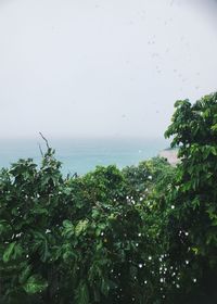 Tree by sea against sky