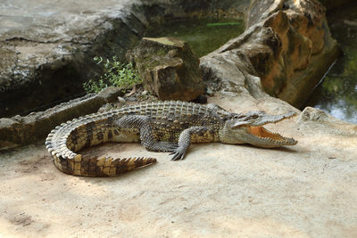 Lizard on rock at zoo