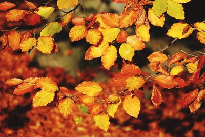 Close-up of autumnal leaves against blurred background