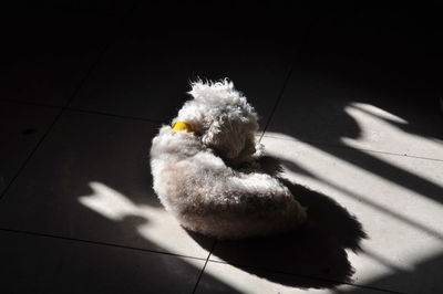 High angle view of stuffed toy on floor