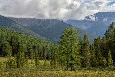 Scenic view of pine trees and mountains against sky