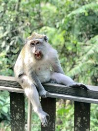 Monkey sitting on railing against trees