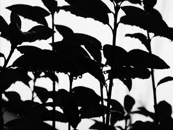 Close-up of silhouette plant