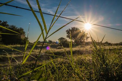 Plants growing on land against sky on sunny day