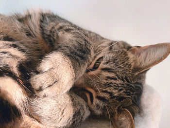 Close-up of a cat sleeping