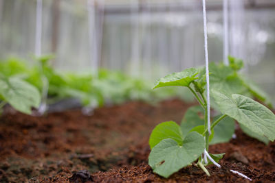 Close-up of green plant growing on field