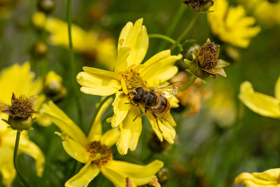 Close-up of bee pollinating on yellow flower