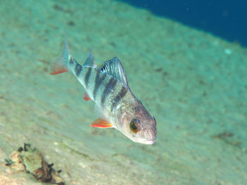 Perch fish swimming under water in freshwater lake