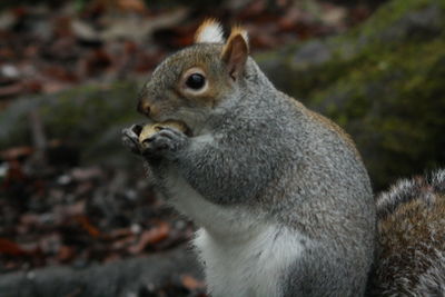 Close-up of squirrel eating outdoors