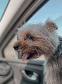 Close-up of dog looking away