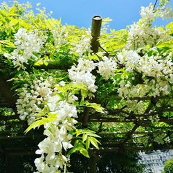 Close-up of flowers on tree