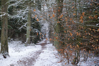 Full frame shot of trees in forest during winter