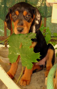 Portrait of a dog