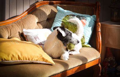 Jack russell terrier carrying ball in mouth while lying on chaise longue at home