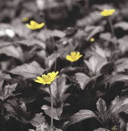 Close-up of yellow flowering plant