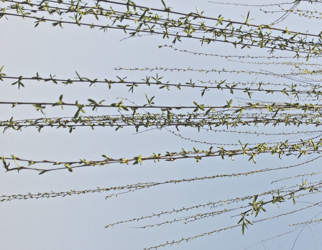 low angle view, power line, clear sky, electricity pylon, power supply, electricity, cable, connection, sky, complexity, fuel and power generation, technology, day, outdoors, no people, nature, metal, protection, backgrounds, barbed wire