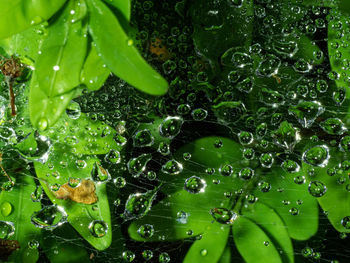 Close-up of raindrops on spider web and leaves