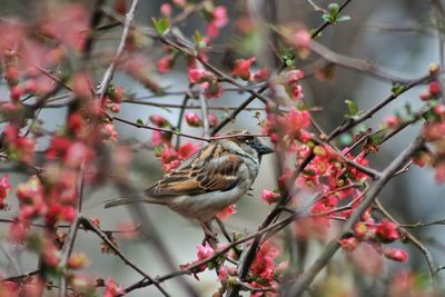 Bird perching on branch