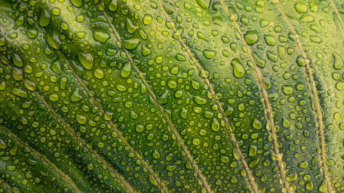 Full frame shot of green leaves