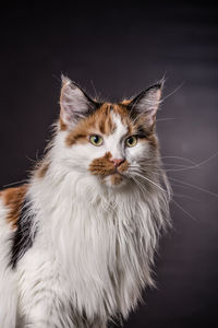 Close-up portrait of maine coon cat against black background