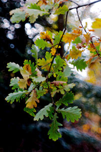 Close-up of plant growing on tree