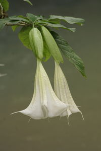 Close-up of white flower