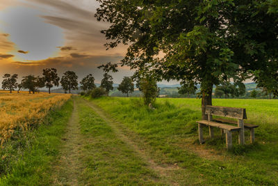 Empty bench on field by trees against sky