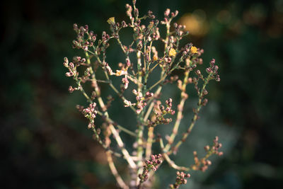 Close-up of flowering plant