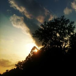 Low angle view of trees against sky