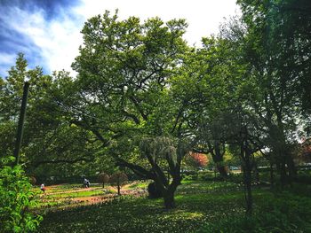 Trees in park against sky