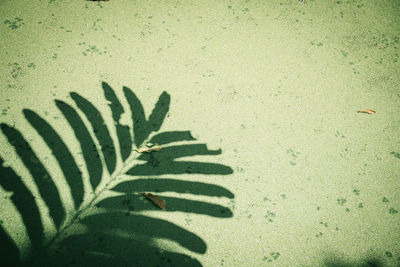 High angle view of plant leaf on wall