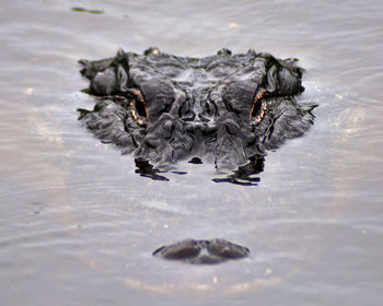 Close-up of turtle in water