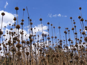 Low angle view of plants on field against sky