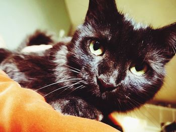 Close-up portrait of a cat