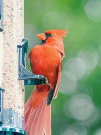 Close-up of bird perching on a feeder