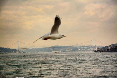 Seagull flying over sea against sky