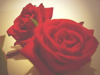 Close-up of rose bouquet