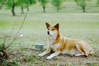 View of a dog looking away