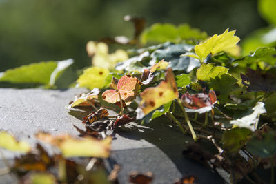 Close-up of plants