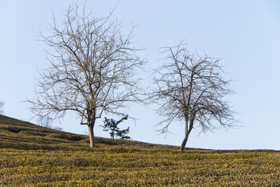 Low angle view of tree on field against clear sky