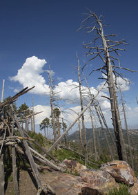 Low angle view of trees against blue sky